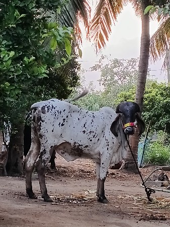 ગીર વાશડી