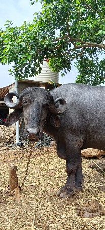 પેલું  વેતર ખંડેલી વેચવાની