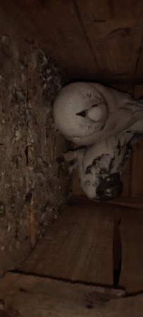 શીવાગામ