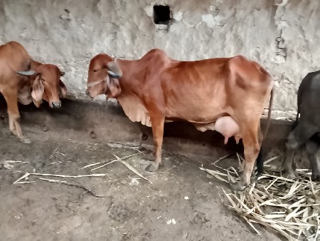 gay vechavani se