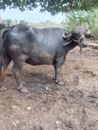 ભેસ વેચવાની છે