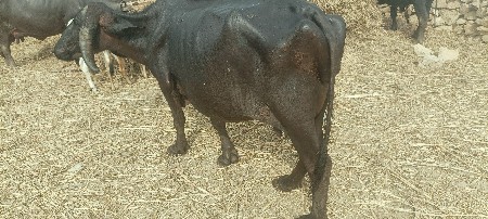 ભેંસ વેચવાની છે