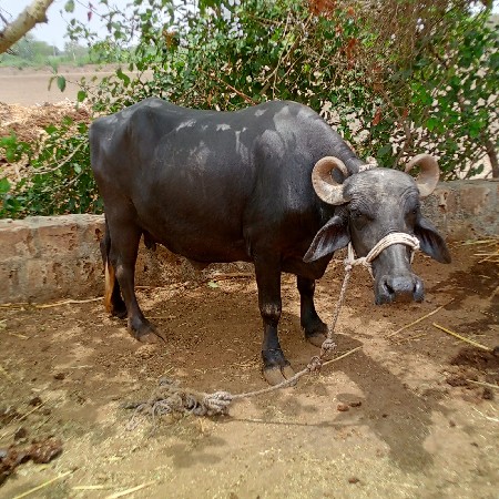ભેશ