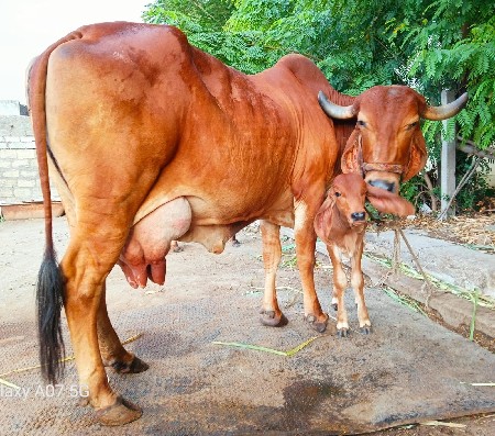 ગાય વેચવાની