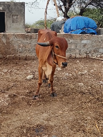 ચારમહિનો ગામ છે
