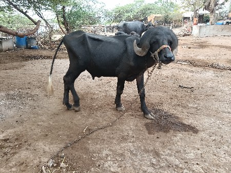 પાડો