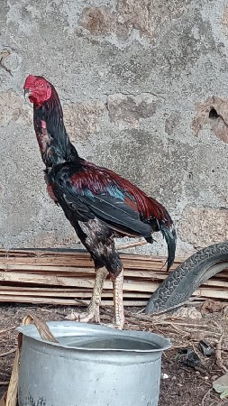 અસીલ