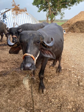 ભેંસ વેચવની છે.