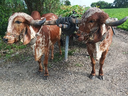 વાસળા બળદ વેસવાના સે
