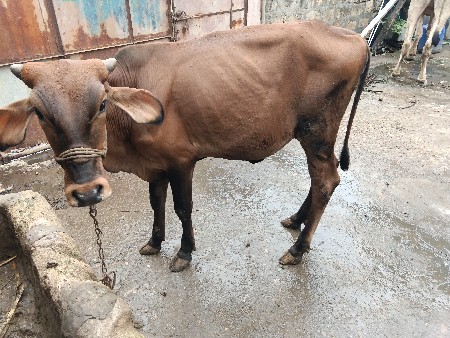2 વર્ષની વાછરડી વેચવાની છે.