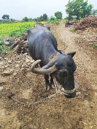 2 ભેંસ વેચવાની છે.