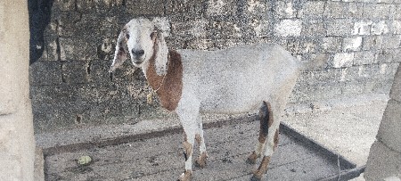 બકરી. ગાભણી