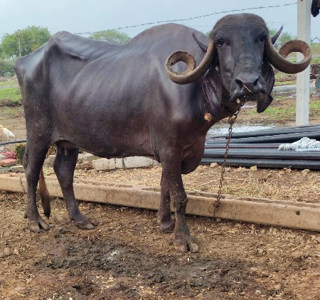 ભેંસ વેચવાની છે