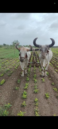 બરધ વેચવાના છે