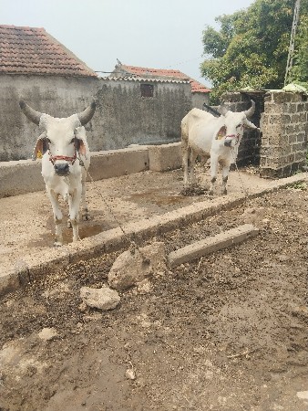ગોધલા વેચવાના છે
