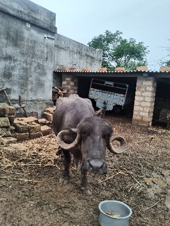 2 વેતર