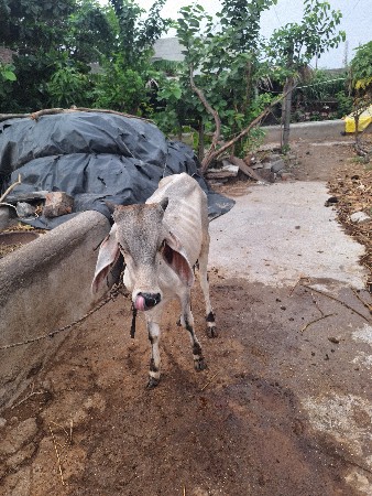 કાકરેચ ગાય અને વાછડી