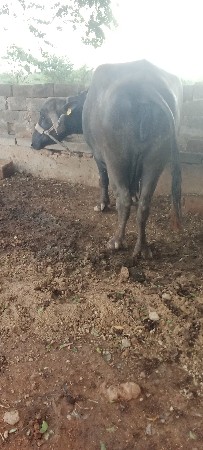 વેચવાની છે