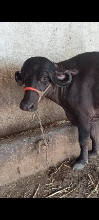 પેલી વેતર ખડાય ભેંસ વેચવાની છે