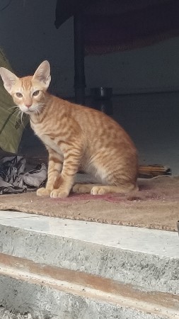 મીદડો છે