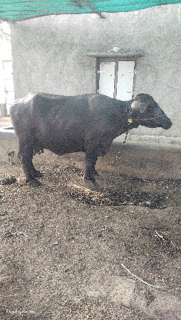 ભેસ