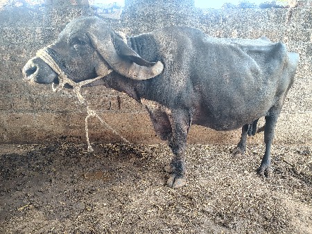 ભેંસ ખડેલી