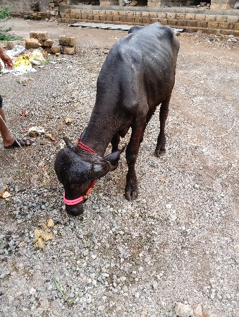 ઓરિજનલ જાફરાબાદી ખડેલી છે
