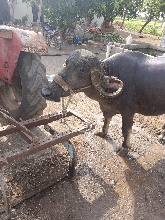 ભેંસ વેચવાની છે.3 જૂ વેતર વિયાસે.