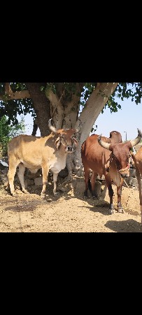 બળદ