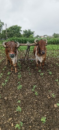 બળદ વેચવાના છે