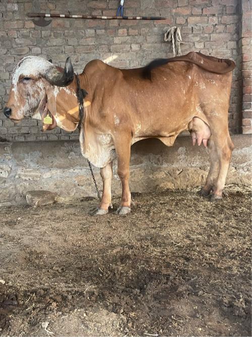 નીચે વાછડો