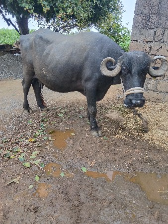 3 વેતર