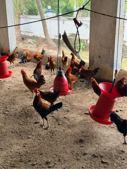 સોનાલી દેસી મરઘાં