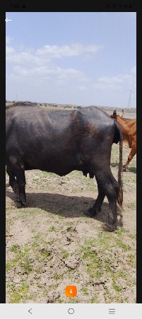15 દિવસથી આવ્યા છે