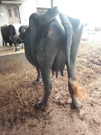 વેષવાનીસેબીજુવેતર