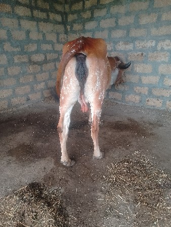 હોડકીવેચવાનીકાબરી