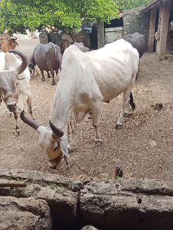 બરઘ વૅશવાના છે બૅ વાવણી કરી