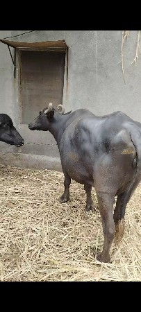 ભેસ