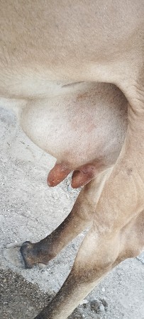 5 કાચી