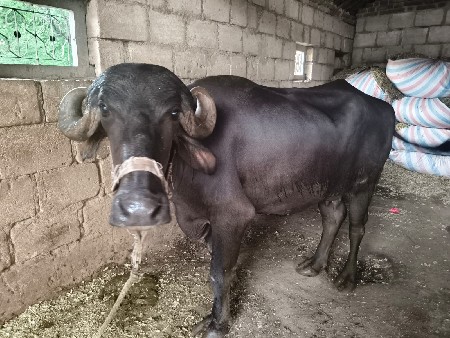 khadeli vechavani che
