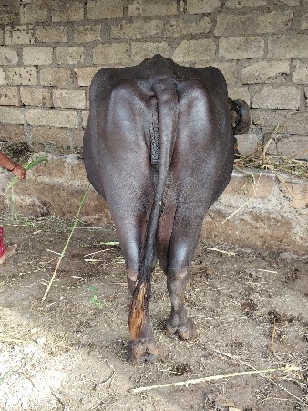 ભેંસ લેવેચ‌.માટે‌.કોનટંક‌.કરો