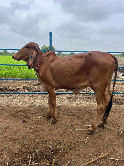 વાછડી