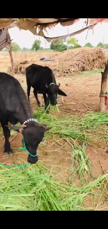nani mooti padiyu bheso