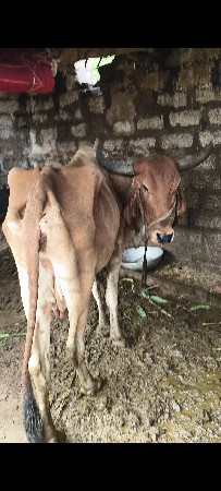 ગાય વેચવા ની છે