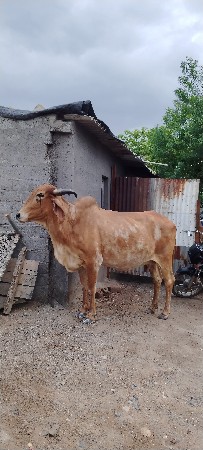 વેચવાની છે