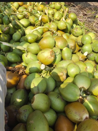 તરોપા અથવા નારયલ