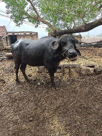 2 જાફરાબાદી ખડેલી વેચવાની