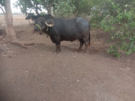 બે ભેંસ વેચવાની છે