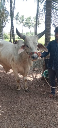 આ ગોધલા ની જોડ કરવા ની છે