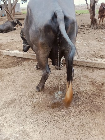 ભેસ